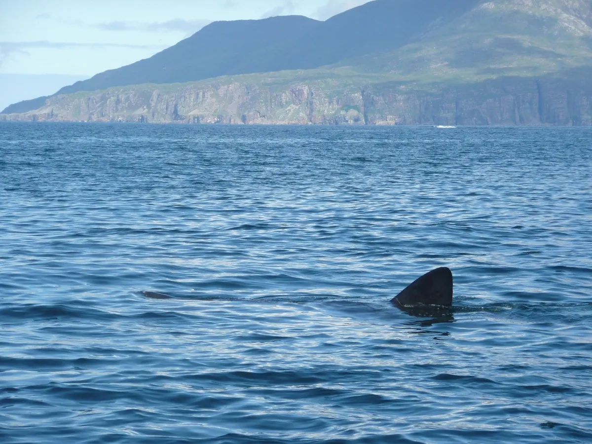 Basking shark fin.