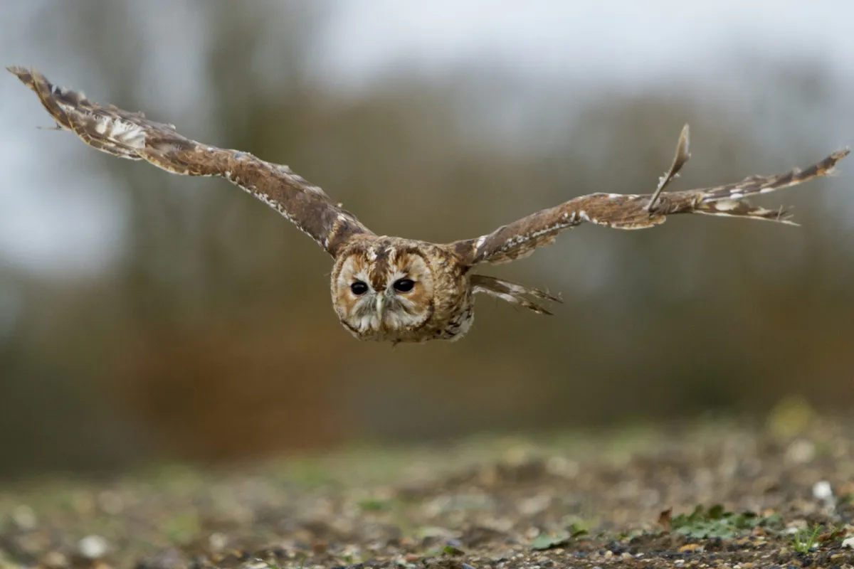 Low flying tawny owl