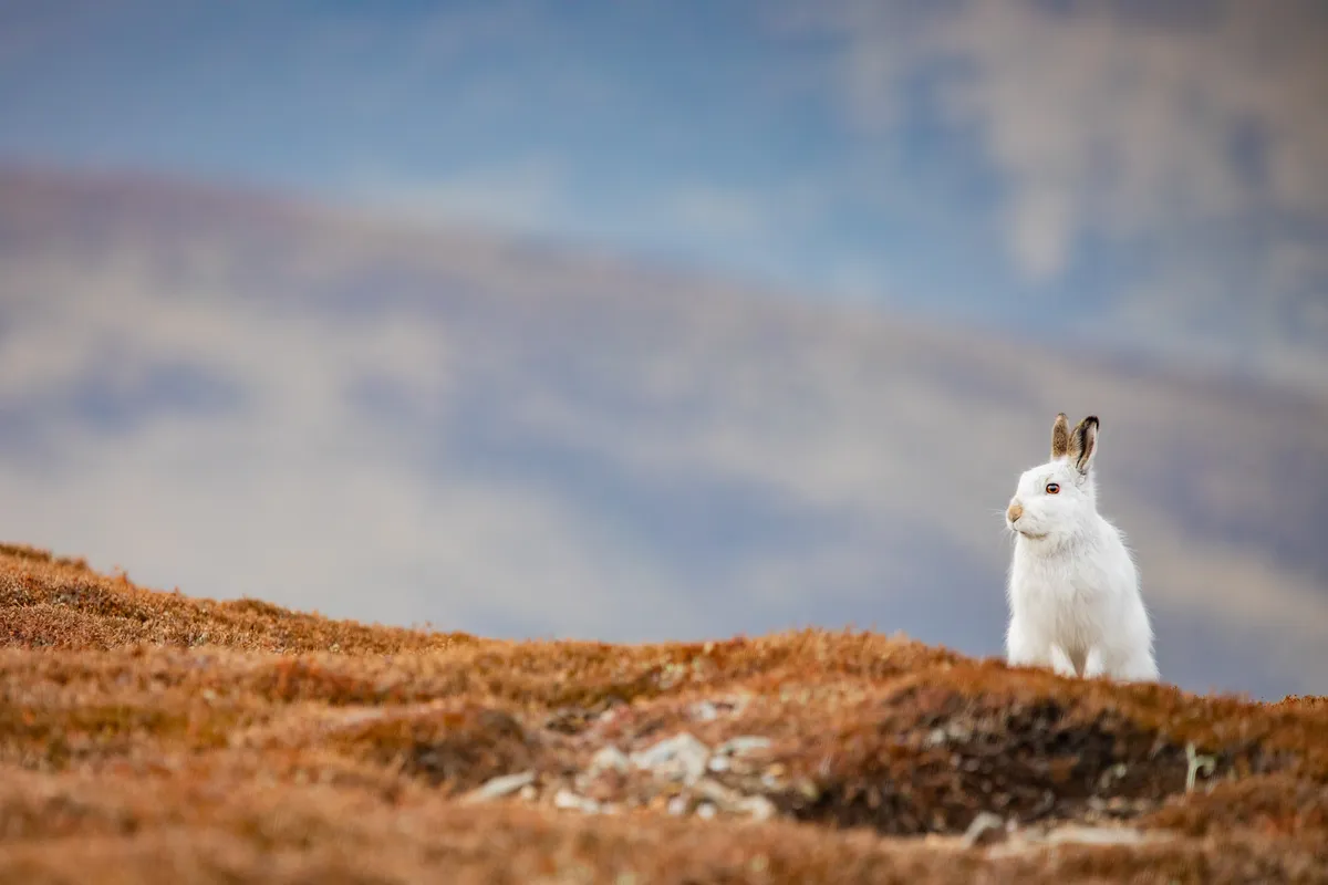 Highly Commended: Mountain hare in the Cairngorms. © Sorcha Lewis
