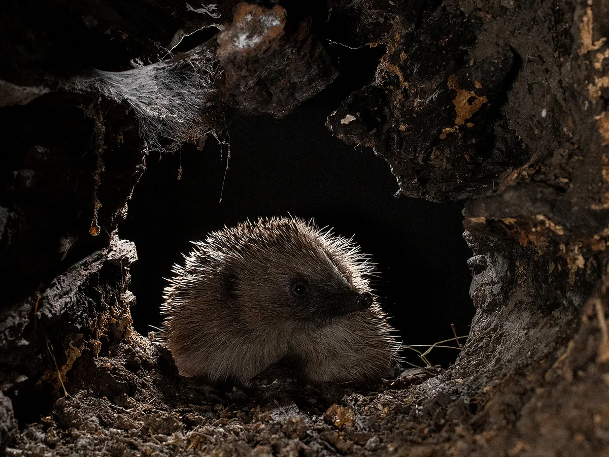 Highly Commended: Hedgehog. © Cate Barrow