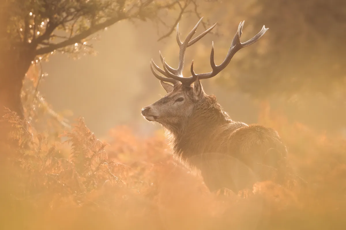 Highly Commended: Red deer stag. © Becca Fulcher