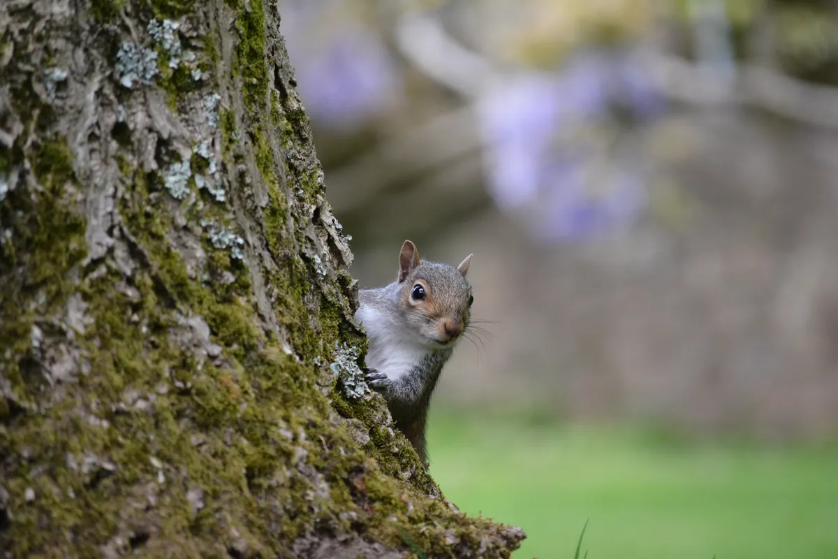 Young Mammal Photographer of the Year (Aged 14 and under): Grey squirrel. © Dylan Jenkins