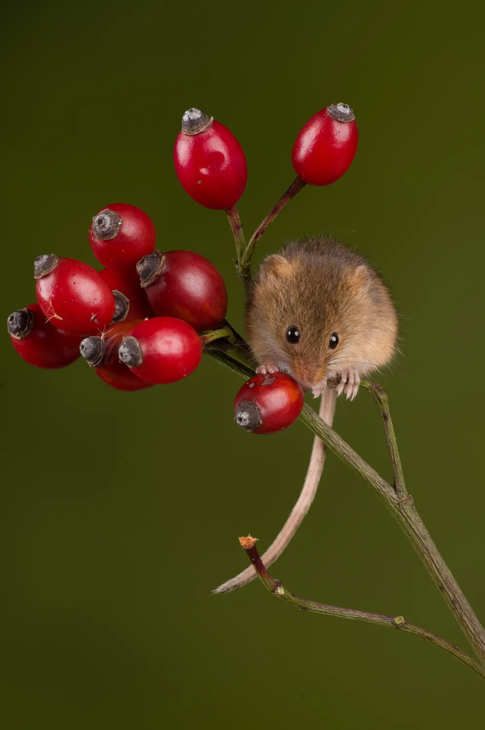 Highly Commended: Harvest mouse and rosehips. © Sarah Butcher