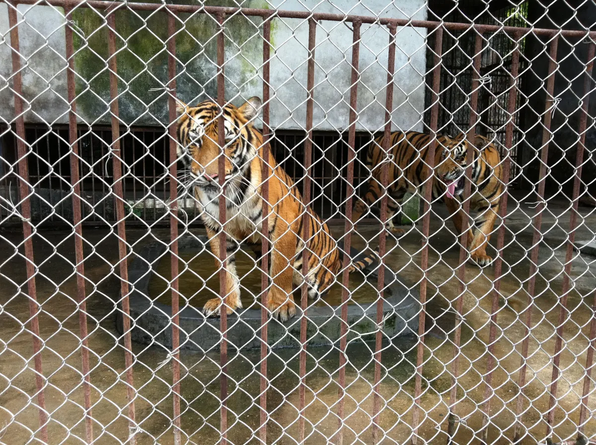 A captive tiger in Gulin, China.
