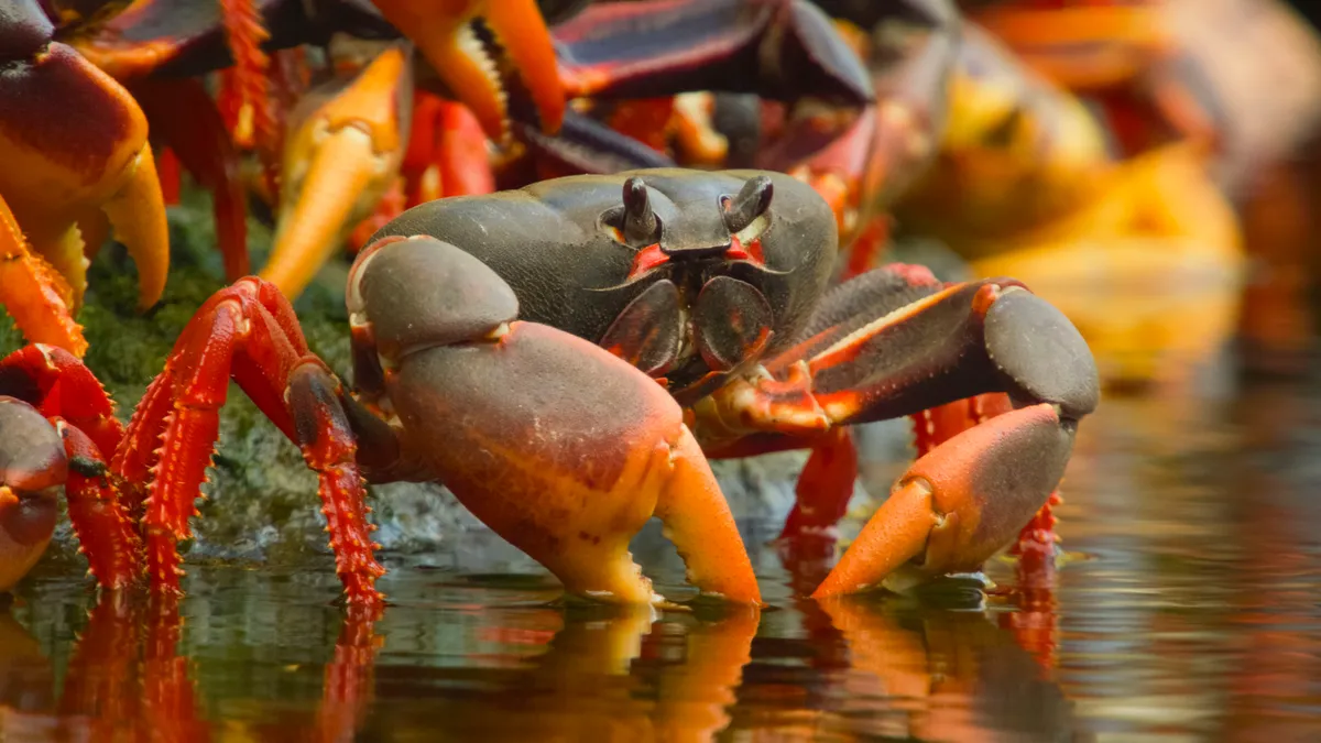 Land crab. © Crossing the Line Productions