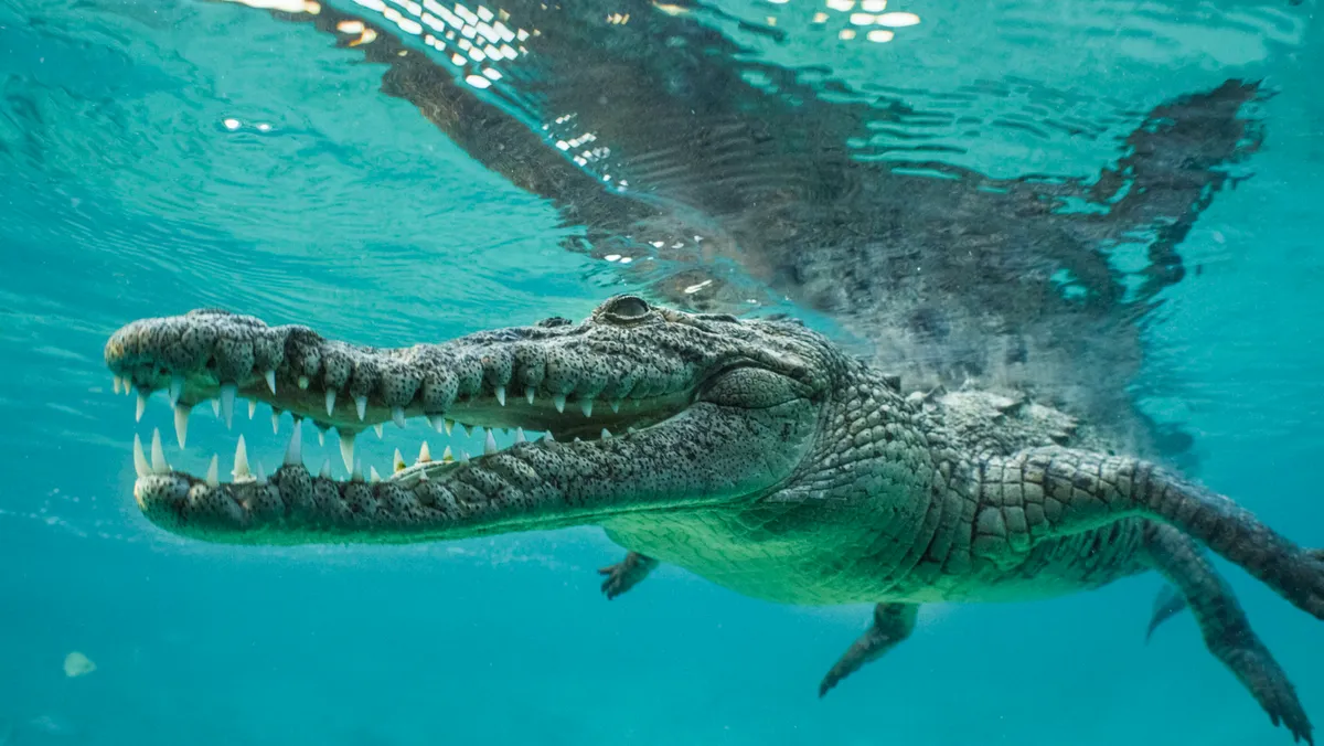 American crocodile. © Crossing the Line Productions