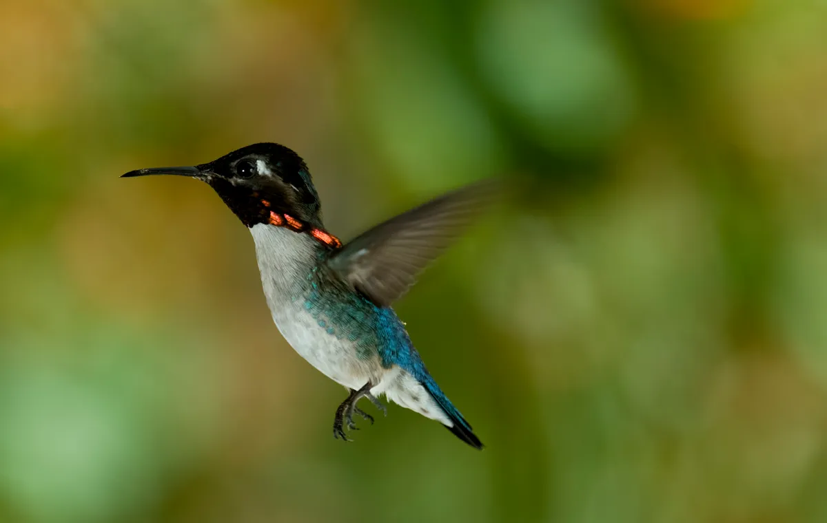 Bee hummingbird. © Crossing the Line Productions