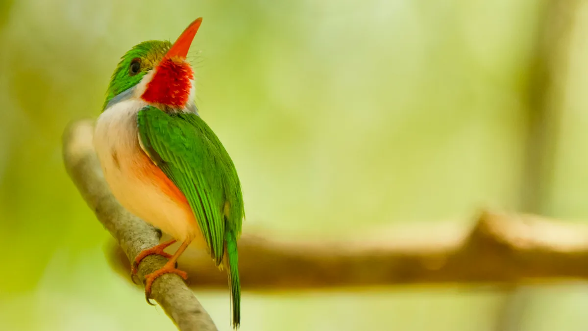 Cuban tody. © Crossing the Line Productions