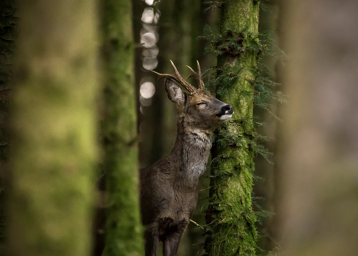 Highly Commended: Roe deer. © Jason Parry-Wilson