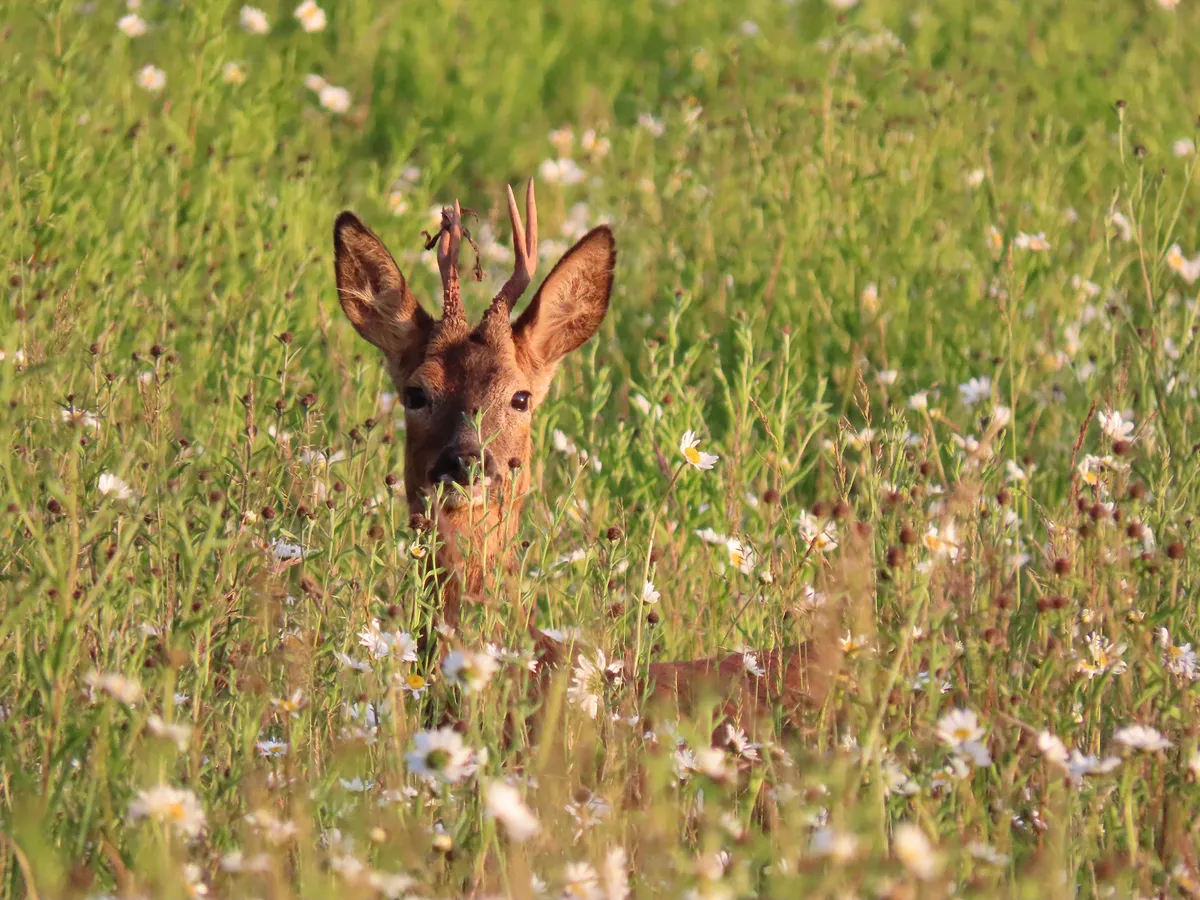 Young Mammal Photographer of the Year (Aged 15-18): Summer meadow deer. © Alex White