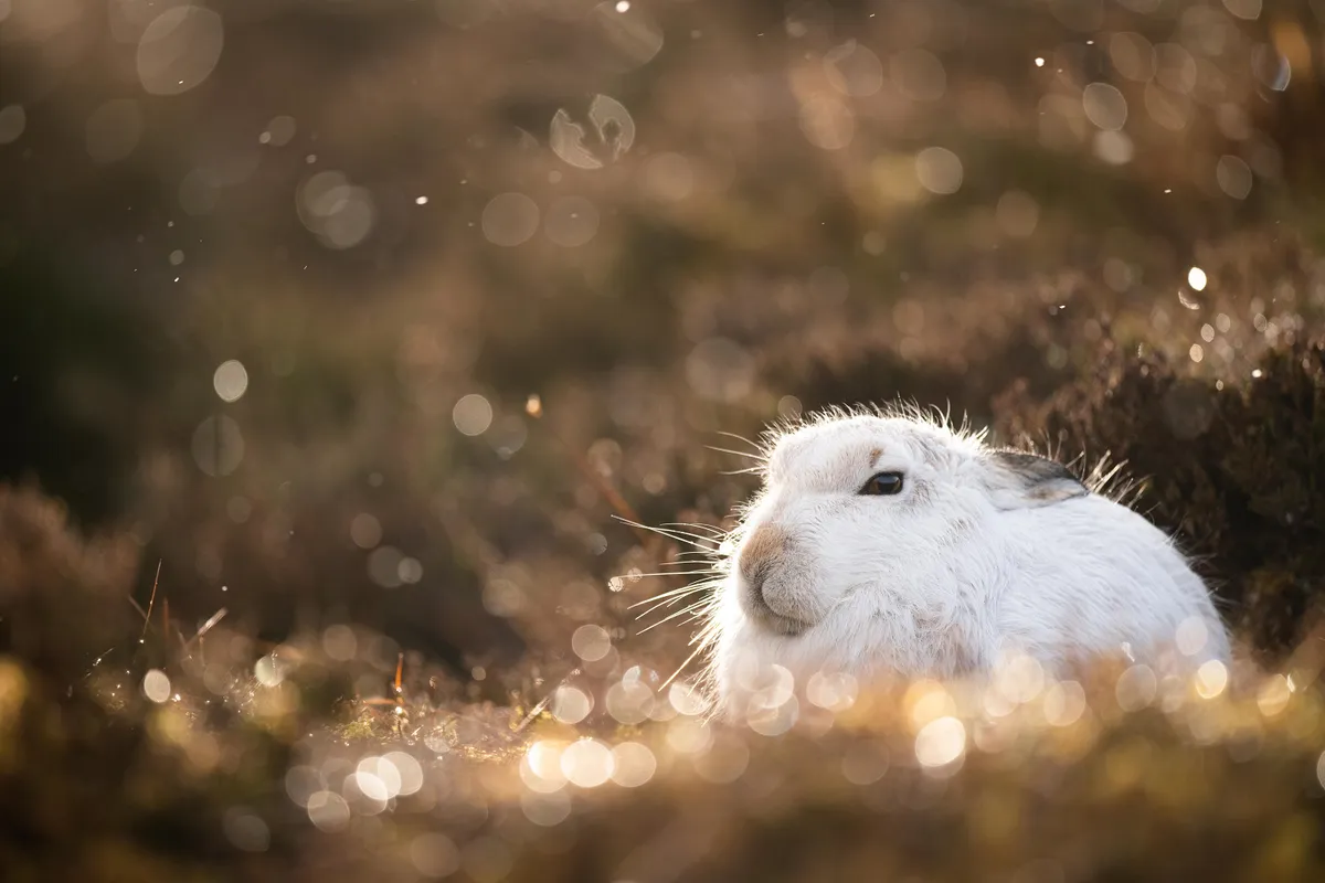 Highly Commended: Mountain hare. © Joshua Copping