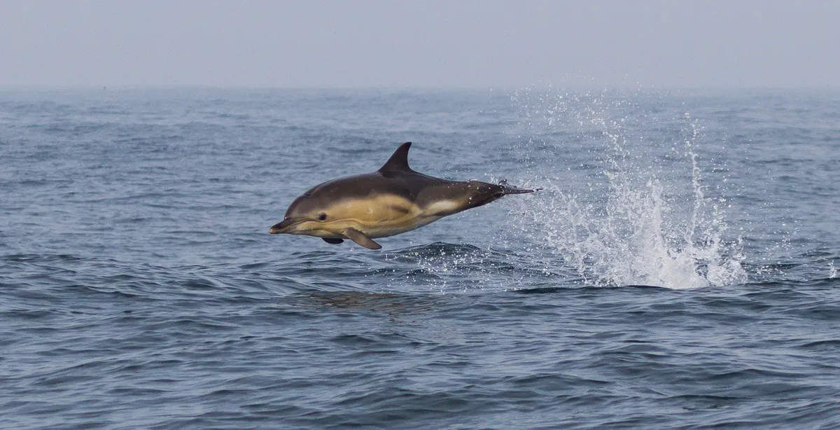 Winner Elusive Mammal Category: Breaching common dolphin. © Dan Lettice