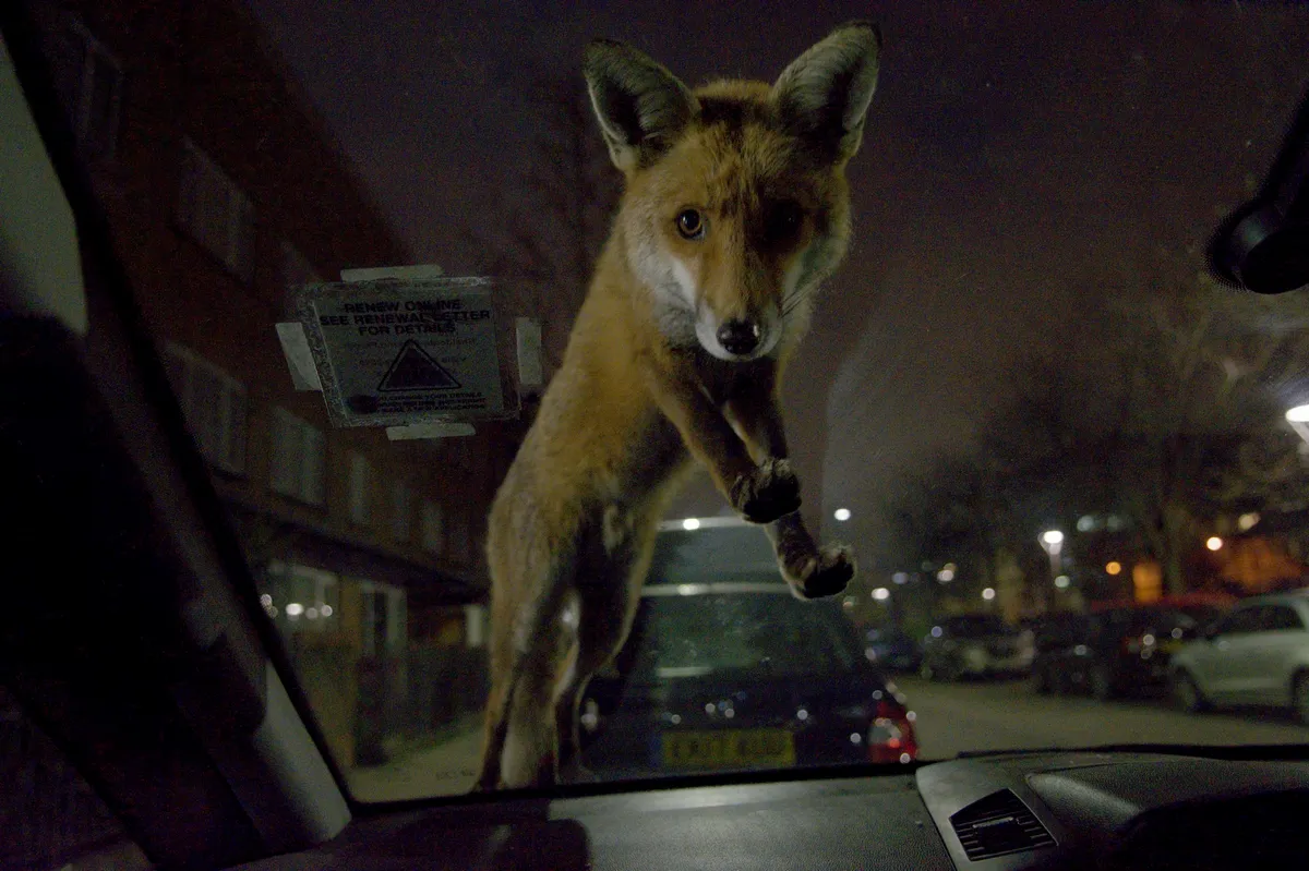 Overall Winnder and Best Mammal Society Member Photo: Red fox on windscreen. © Roger Cox