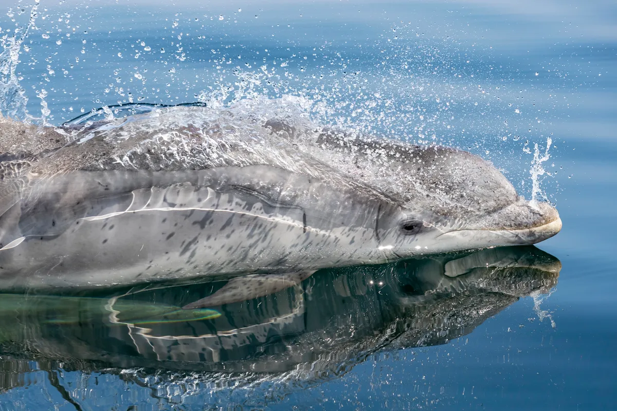 Highly Commended: Bottlenose dolphins. © Charlie Phillips