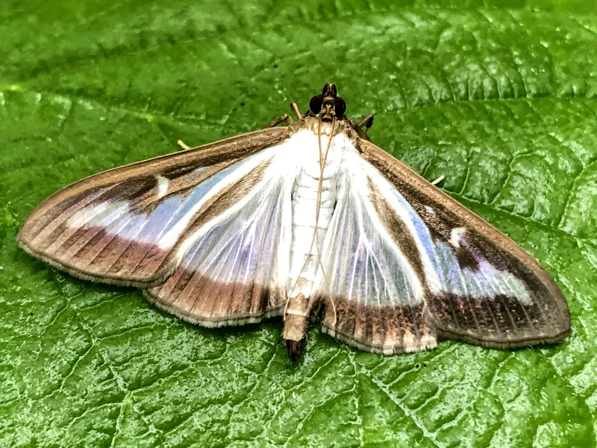 Box tree moth. © Andi Edwards/Getty