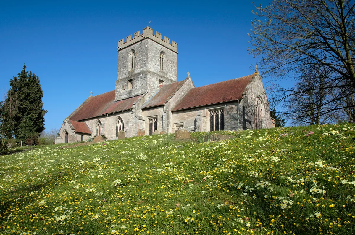 Primrose and lesser celandine growing in a churchyard. © James Osmond/Getty