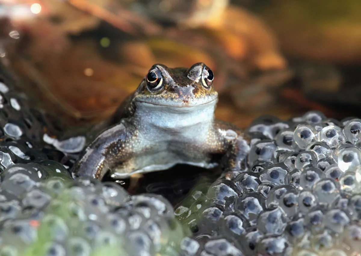 Common frog and frogspawn. © Brian Mckay Photography/Getty