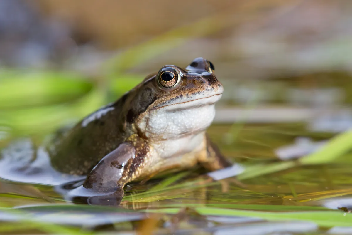 Common frog. © Ann and Steve Toon/Getty