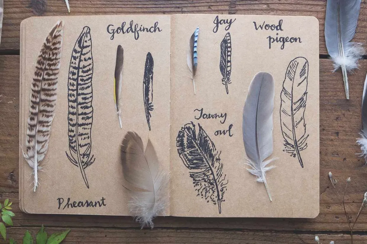 Drawing feathers. © Emma Mitchell