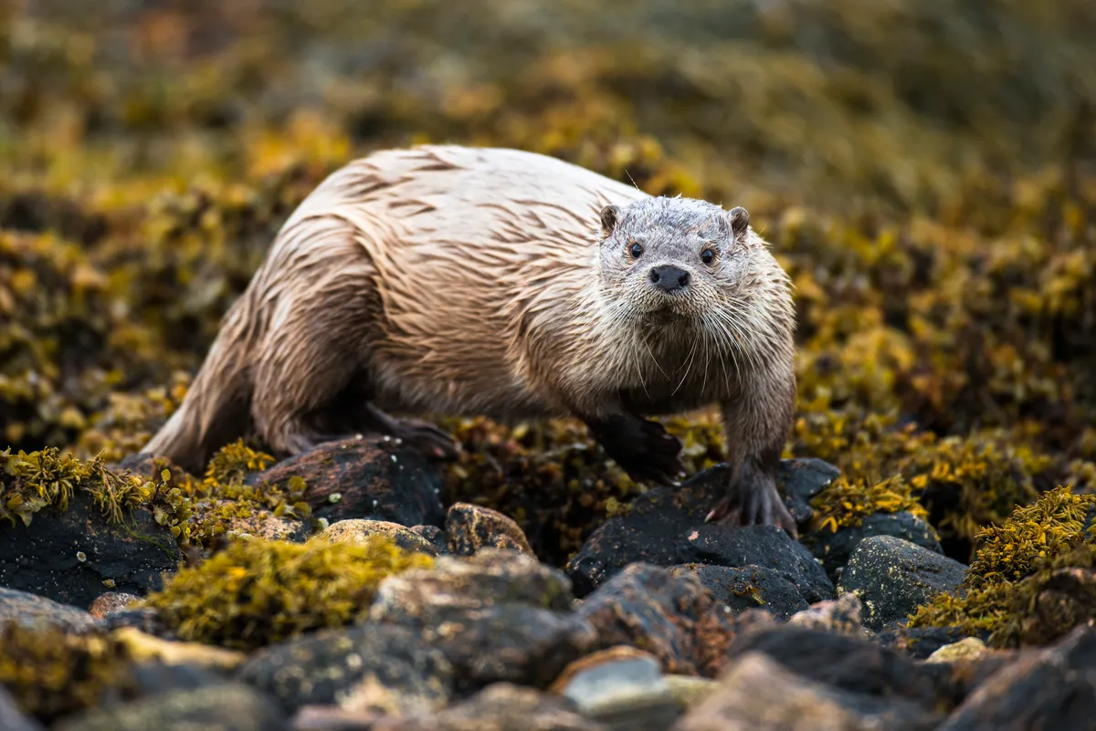 European otter on seaweed covered shoreline rocks