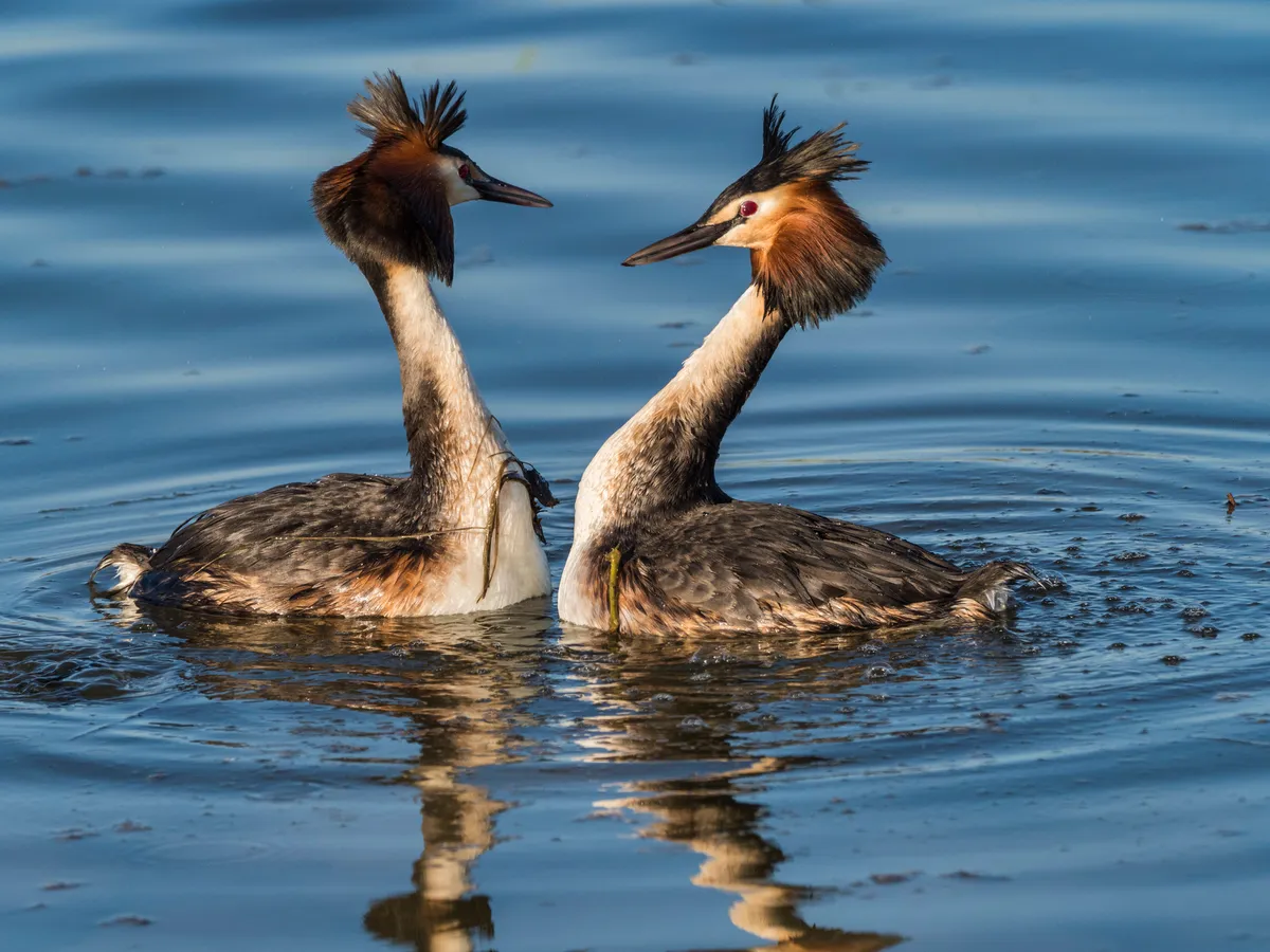 A pair of great crested grebes courting. © Javier Fernández Sánchez/Getty