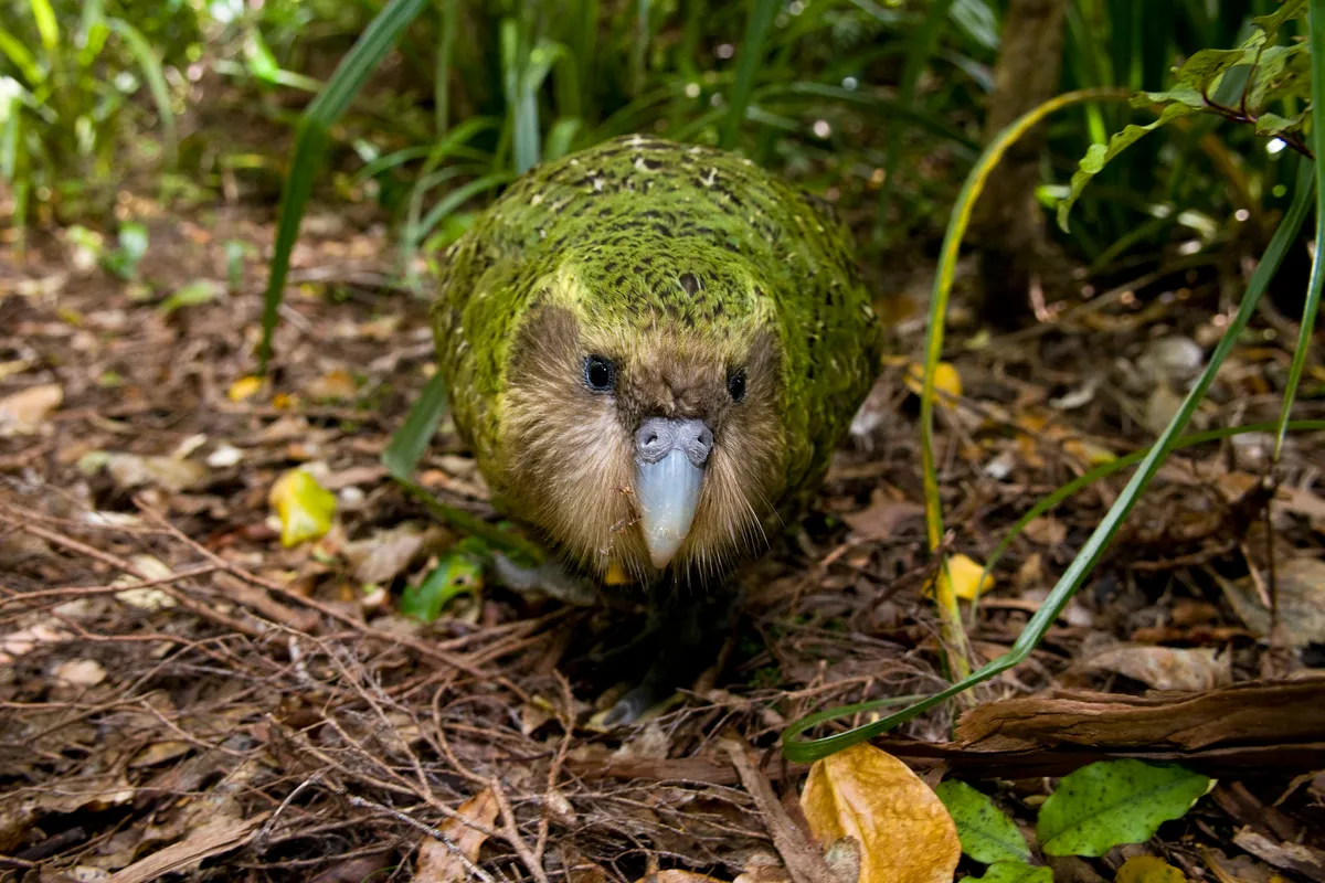 Wild male kākāpō known as Sirocco. © Mark Carwardine/Getty