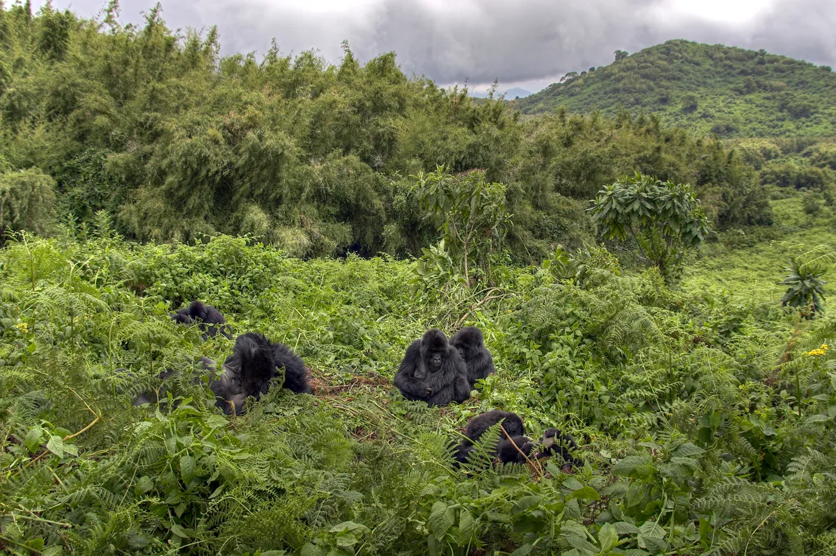 Mountain gorillas in the Virunga Mountains, Rwanda. © Andy Rouse/Getty