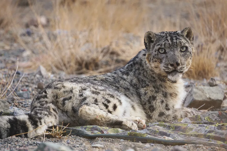 Snow leopard. © Snow Leopard Trust