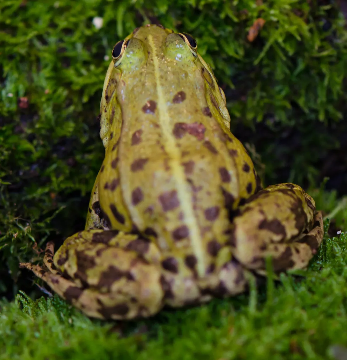 Pool frog, showing the yellow-green stripe down the back. Chris Dresh
