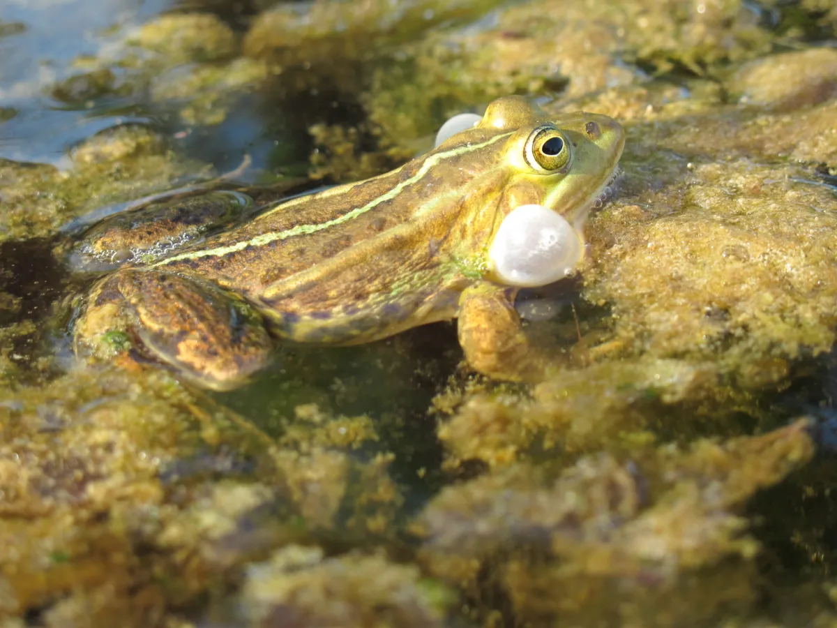 A calling pool frog. © John Baker
