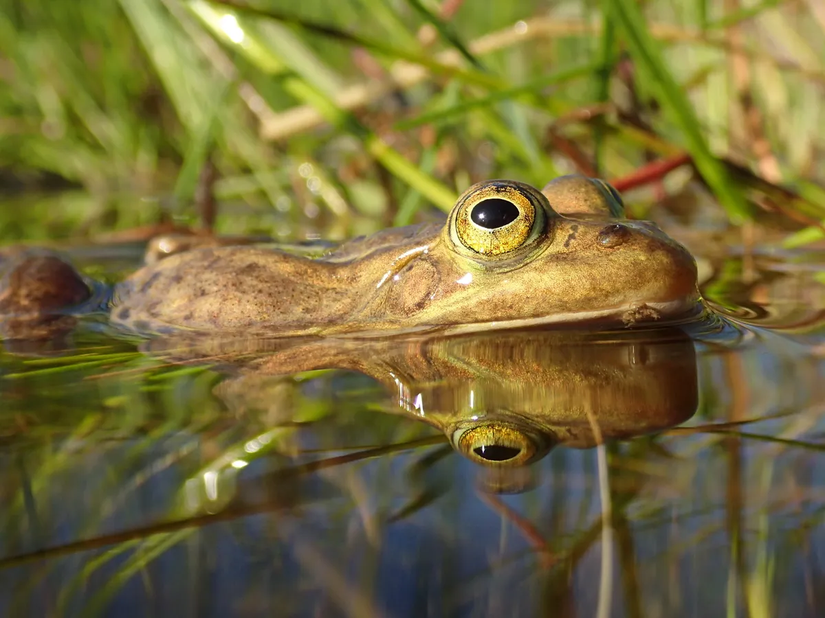 Pool frog. © J Foster/ARC