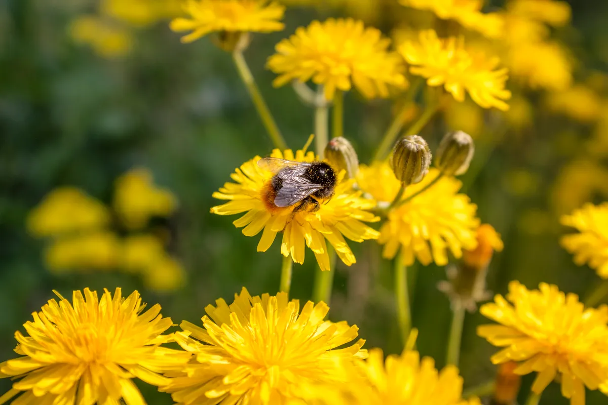A red tailed bumblebee on a dandelion. © T Bradford/Getty