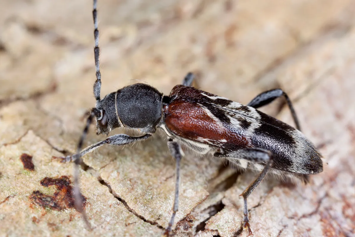 Rufous-shouldered longhorn beetle. © Henrik L/Getty