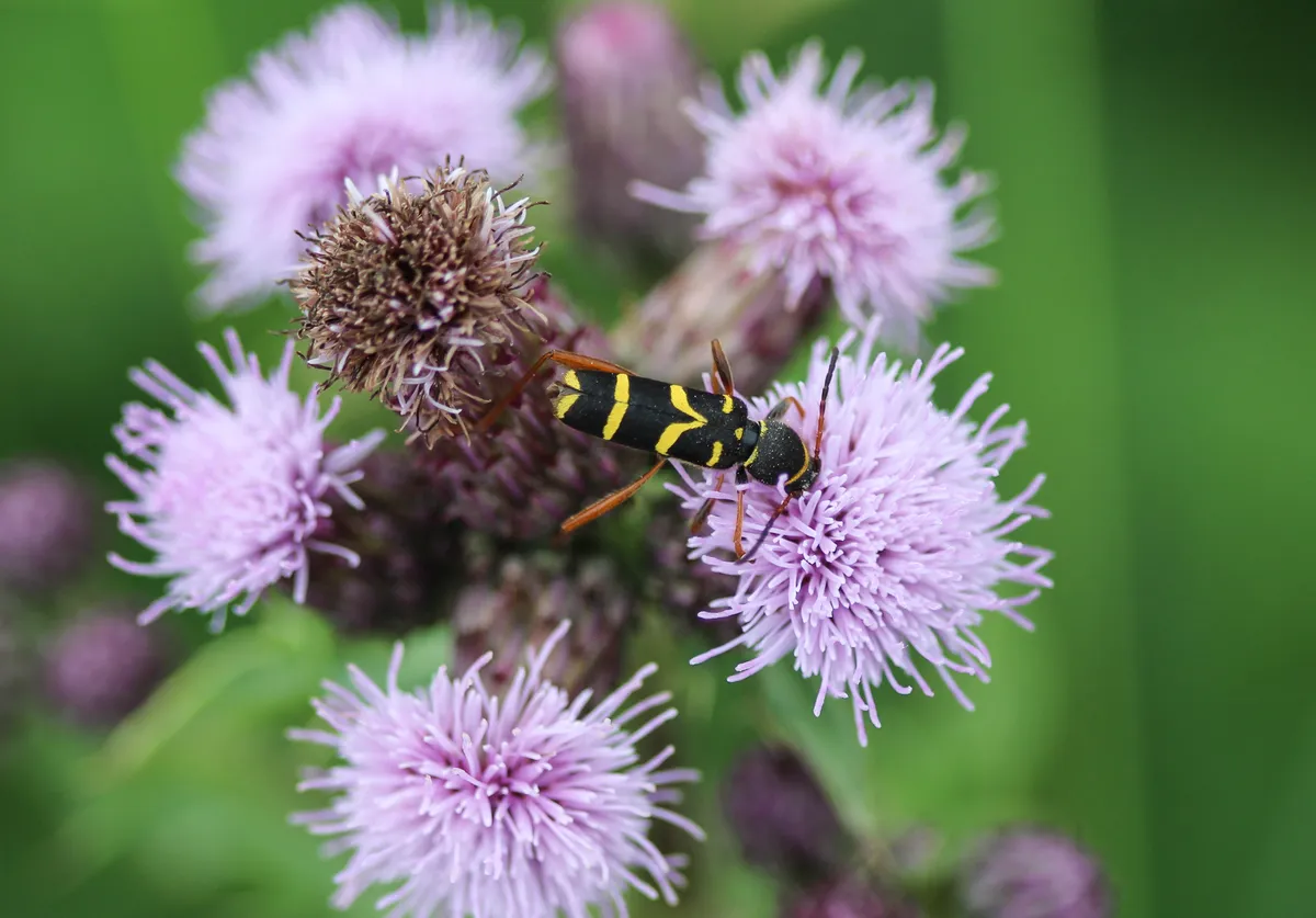 Wasp beetle. © Michael Meijer/Getty