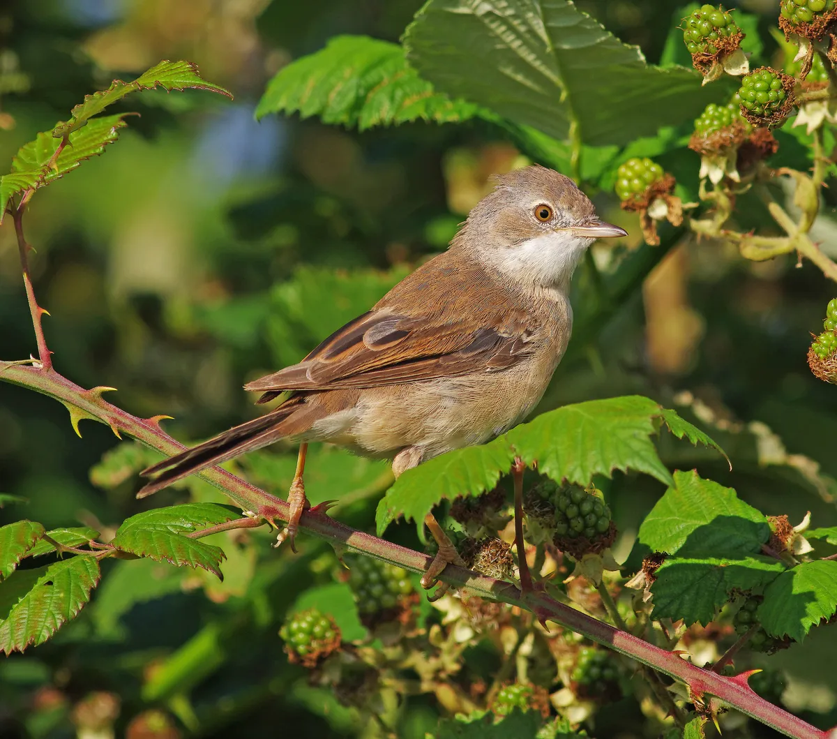 A whitethroat perched on a bramble. © Gary Chalker/Getty