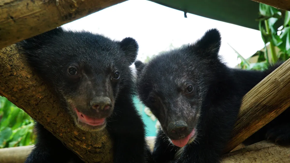 Moon bear cubs David and Jane at the Free the Bears sanctuary in Laos.