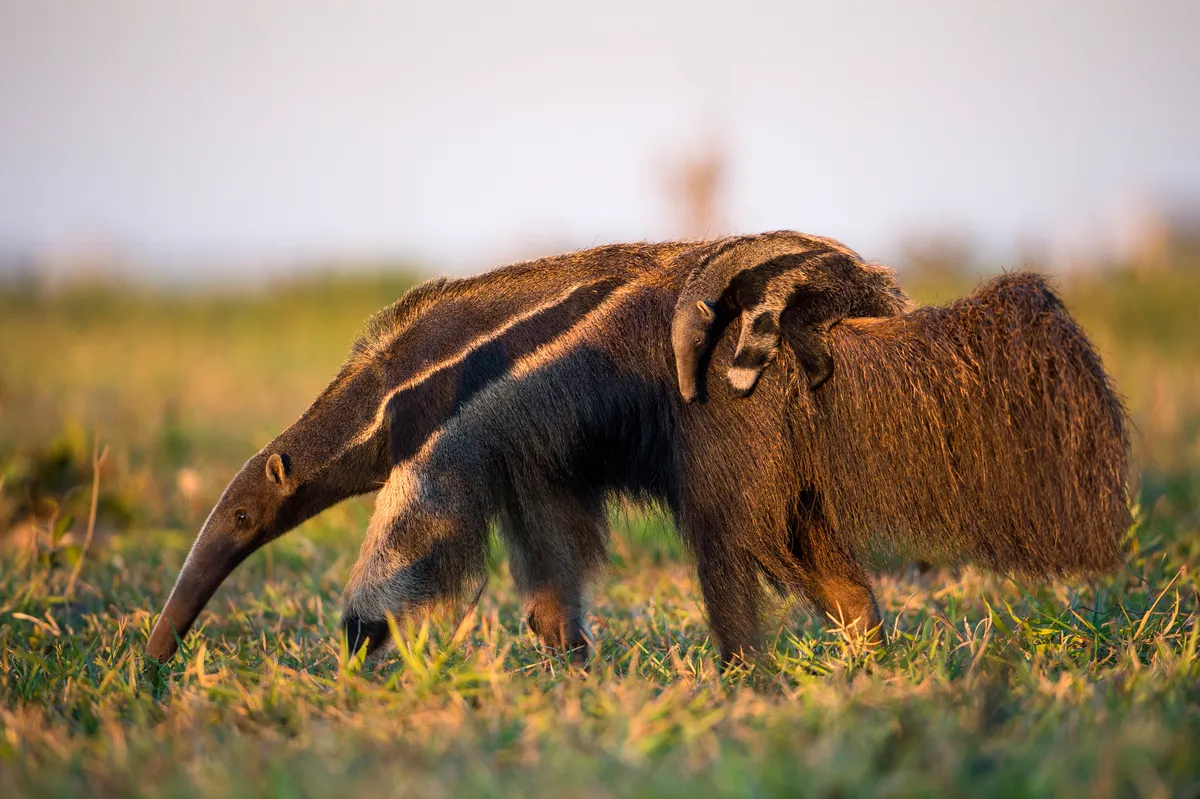 A female giant anteater carries her baby. © Berndt Fischer/Getty