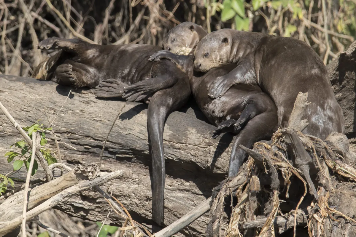 A family of giant otters resting on the shore. © Hal Beral /VW Pics/Universal Images Group/Getty