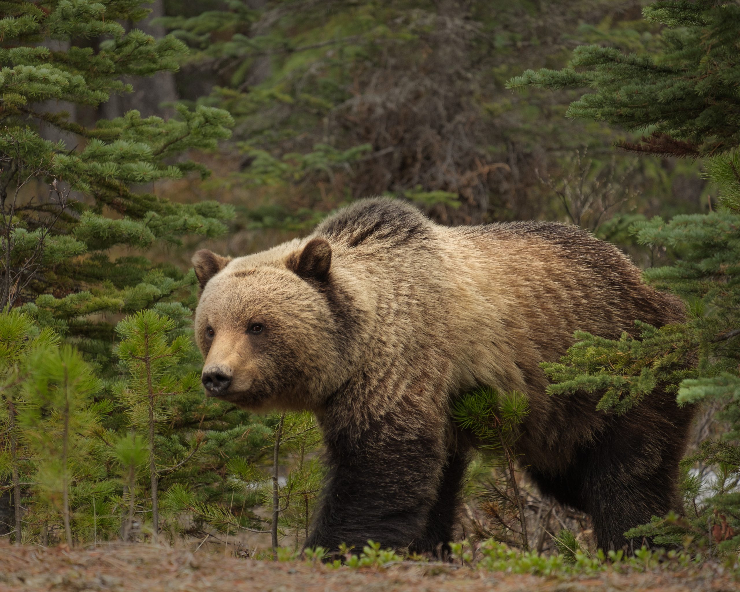 Джон Гризли. Уважение Гризли. Bears Live in a Forest. Find Grizzly Bears in Canada. Where bears live