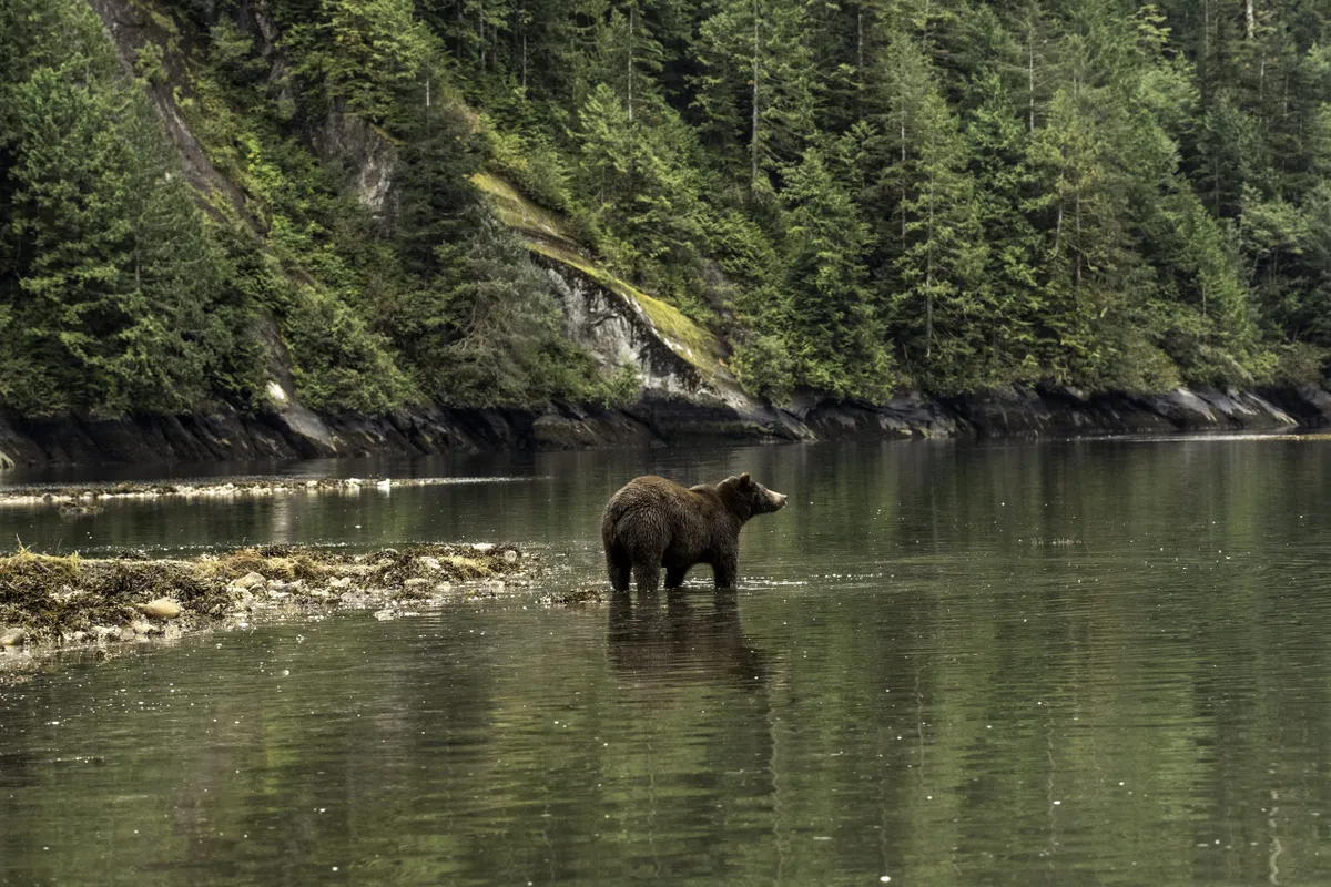 Bear reflected in the waters of the Great Bear Rainforest in British Columbia, Canada/Credit: Getty