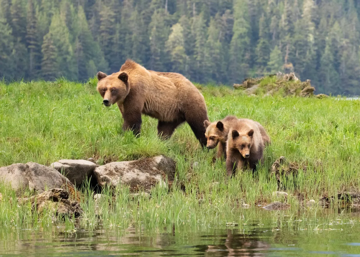 Grizzly Bear mother and cubs in a grassy meadow