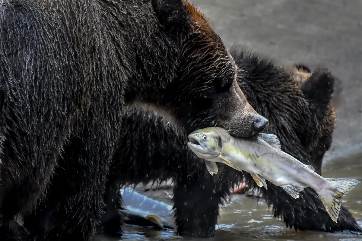 Grizzly bear with a fish in her mouth and her cub, Effingham Inlet, British Columbia, Canada