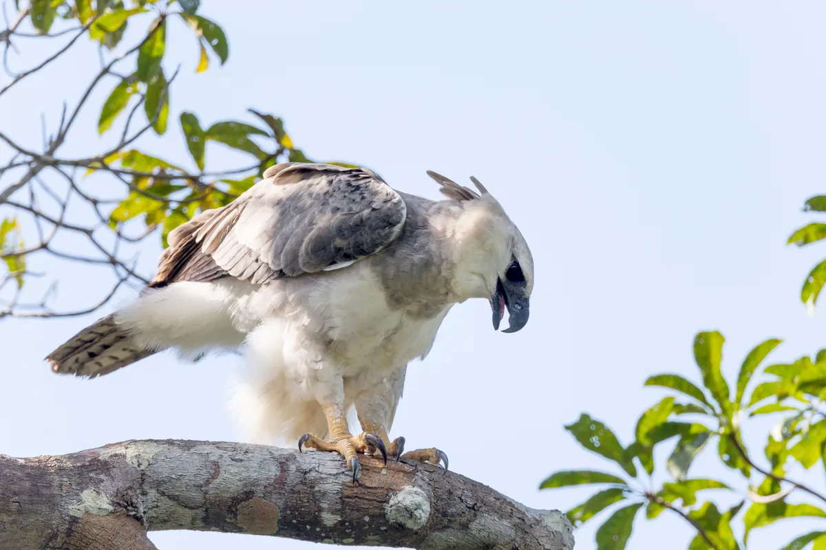 A juvenile harpy eagle in Brazil. © Danita Delimont/Getty