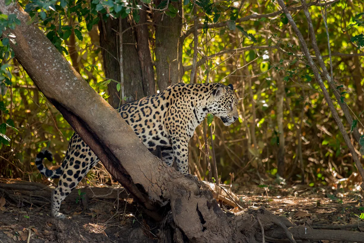 Female jaguar on tree. © Sean Caffrey/Getty