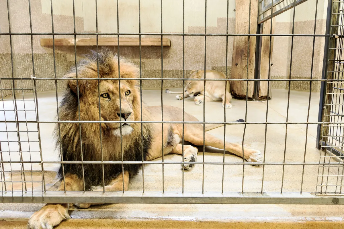 Lion in a cage in captivity