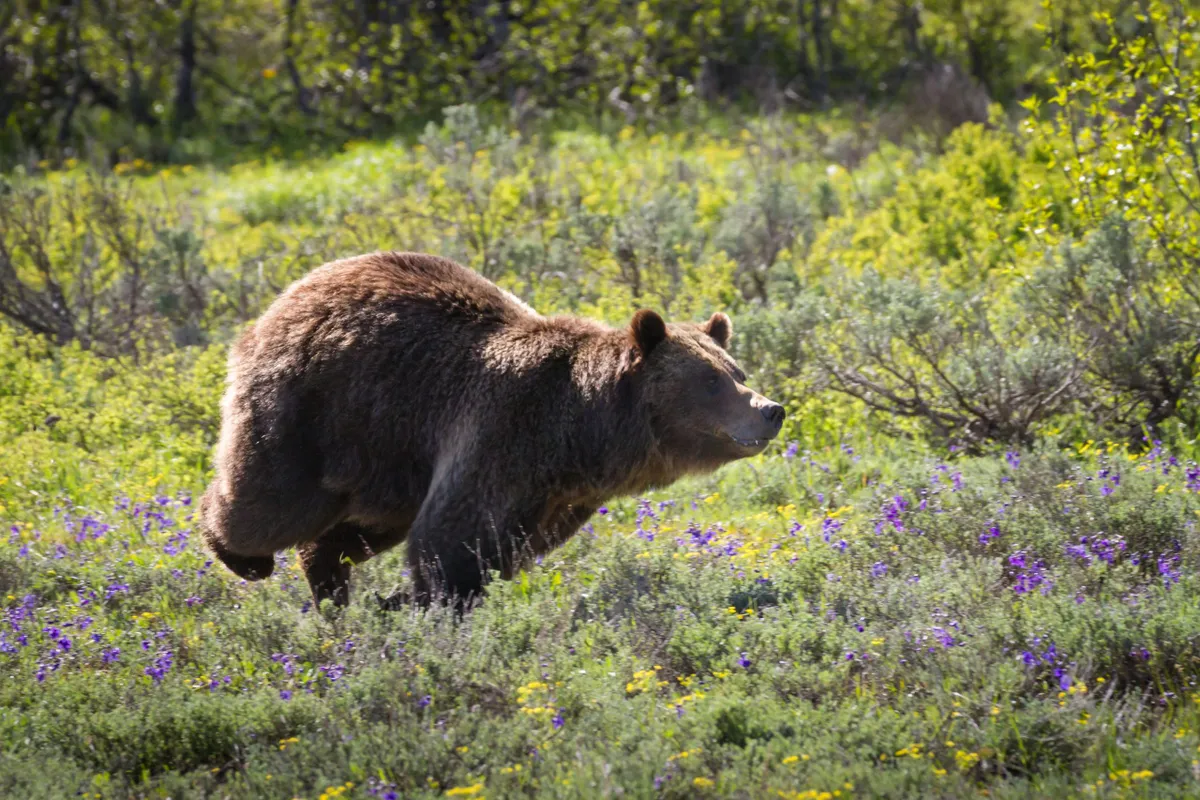 Running female grizzly bear