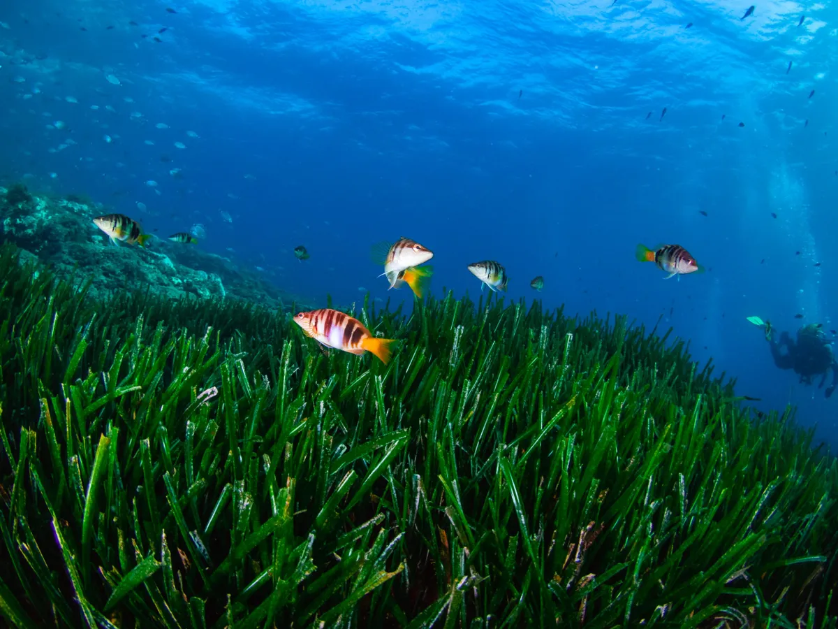 seagrass-Posidonia oceanica