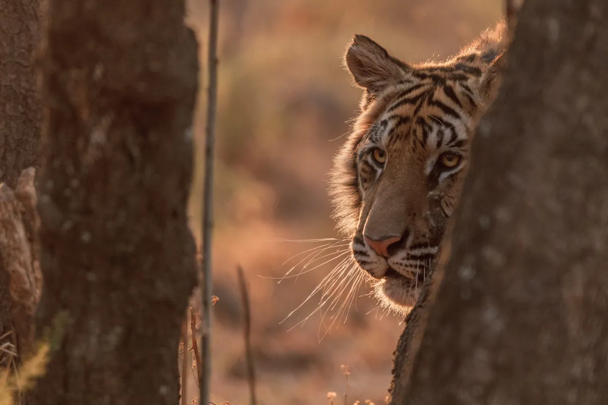 A young tiger peers out from behind a tree