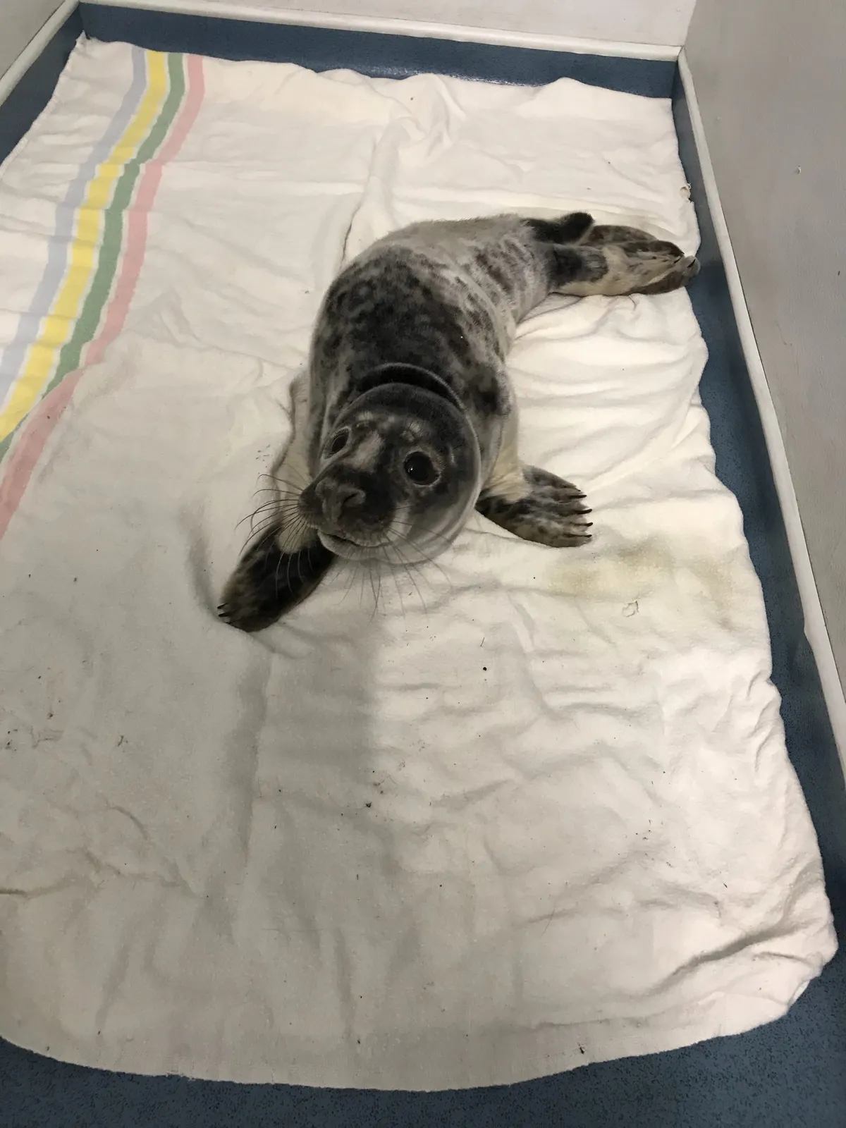 Zodiac the seal at vets. © RSPCA