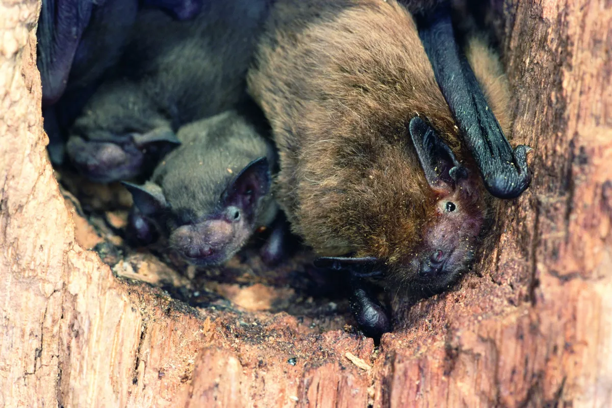 Soprano / common pipistrelle bats in a roost in Germany. © Dietmar Nill/NPL